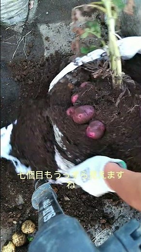 #土嚢袋栽培 ジャガイモ収穫1