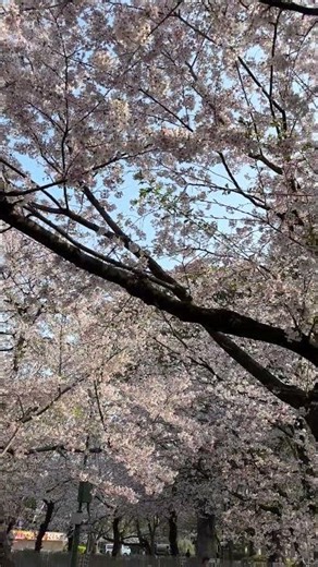 🌸【速報】鶴舞公園「桜まつり」🌸正面入口付近￼￼の開花状況「満開」🌸2026年3月30日朝