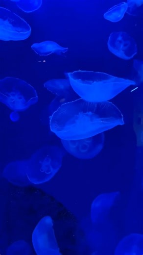 Monsters of the Deep Ocean