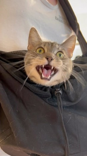 ekekekkekkek on Instagram: "ekekekkekkek compilation 🗣️ July 2023’s Greatest Hits ☝️ FULL version on our YT (link in bio) featuring: @yuna.and.friendzzzz @london_city_bengal_cat @kurabiyecat @finnleyandolive @klio.eterna @julien.foren @boyothebatcat @eddytherussian @poesjethesiamese @laralemanno #ekekekkekkek #ekekekkekkekcompilation"