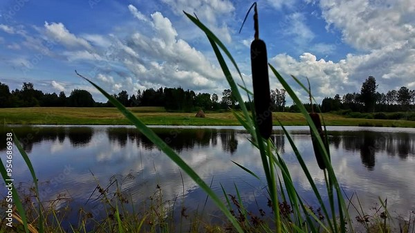 Typha bulrush reedmace hot dog plant, reed, cattail plant next to water pond