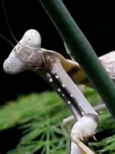 Mantis Mating Disaster in My Giant Rainforest Vivarium
