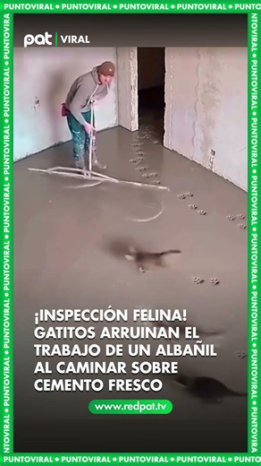 ¡Inspección felina! Gatitos arruinan el trabajo de un albañil al caminar sobre cemento fresco 🐈🏗️