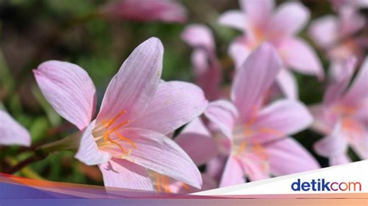 6 Cara Merawat Bunga Lily agar Tetap Subur dan Cantik