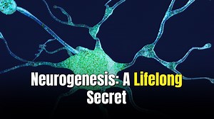 Adults grow new brain cells well into their 70's, study finds