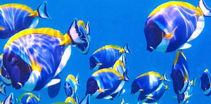 The Marine Life of Maldives