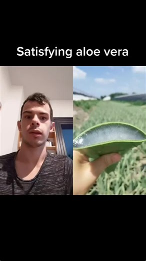 Exploring the Beauty of Aloe Vera | ASMR Sounds