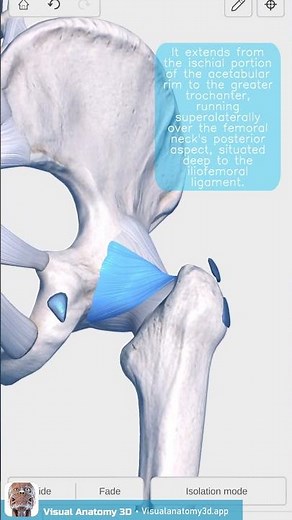 Visual Anatomy 3D - Facts about the Ischiofemoral Ligament