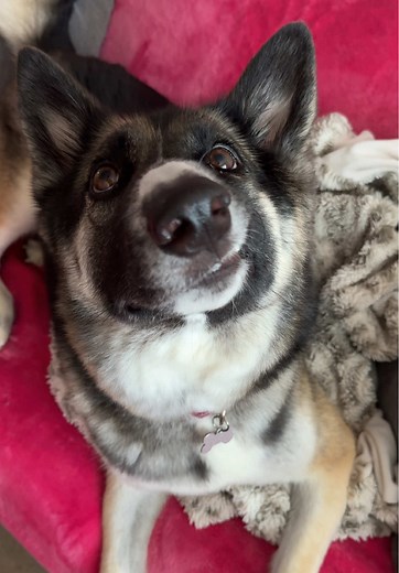 Raven the Sweetest Baby Bird: Adorable Moments