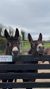Happy Friday from our joyful mother and daughter donkey duo, Emily and April! 😄 If you're dropping by our Open Farm this weekend, please note that we've had to temporarily close off our extended walkways 🚧 due to the slippery conditions. We'll hopefully reopen them soon! In the meantime, you can still meet all our friendly donkeys in the main yard and explore our Visitor Centre. 🏞️ | The Donkey Sanctuary Ireland