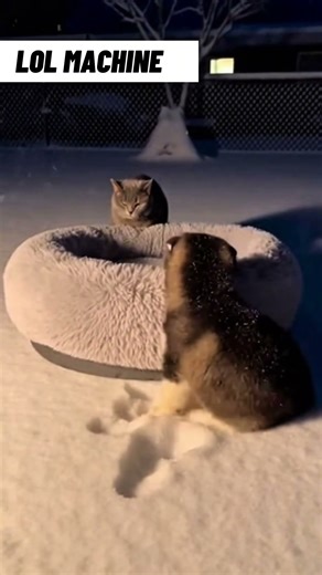 The cutest thing you will see today