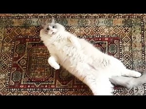 Ragdoll Merlin wakes up meowing