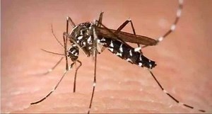 Zika Virus: EXPLAINED - Infection signs, disease symptoms, treatment, prevention and more