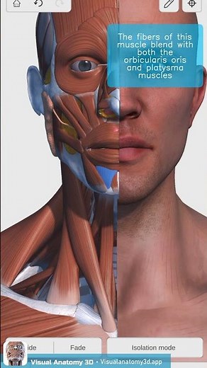 Visual Anatomy 3D - Facts about the Depressor labii inferioris muscle