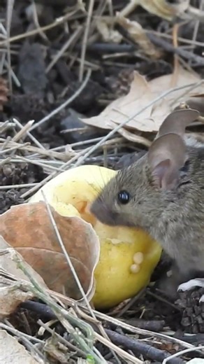 Ratón casero (Mus musculus) #fauna #michoacán #ratoncito #Morelia