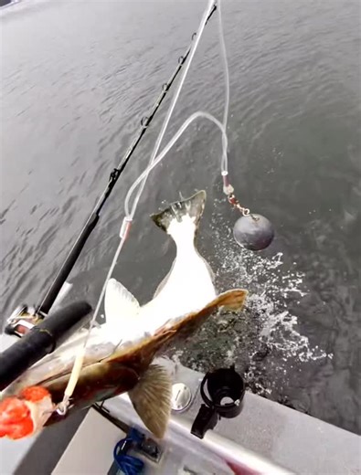 Outer Limits Charters on Instagram: "No day is complete without a little time on anchor! Halibut fishing tends to be a real highlight in the day, or the cherry on top after Salmon fishing 🐟 Give us a shout for 2026 bookings 📆 📞- (360)556-8656 📧- outerlimitsalaska@gmail.com 📱- Website Link in Bio #halibut #alaska #outerlimits #sitka #fishing"