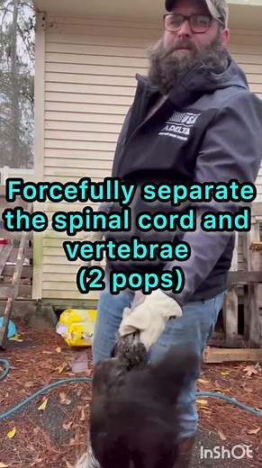 How do you cull a chicken? (Humanely) Cervical dislocation #raisingchickens #homesteading #chickens