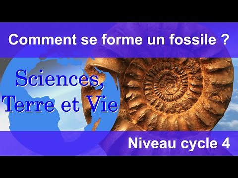 Comment se forme un fossile ?