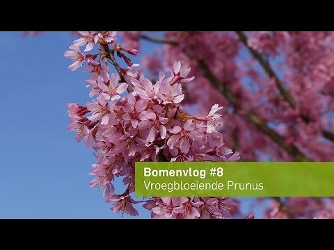 Vroegbloeiende Prunus | Bomenvlog #8