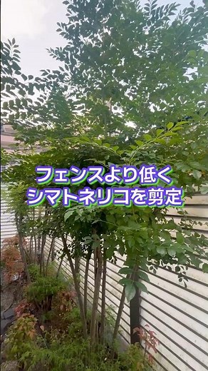 Pruning and maintaining Japanese ash trees near glass and fences #Gardener's Vlog #First-class la...