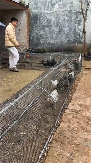 Smart Agricultural Engineering | The ScienceBehind the Modular Chicken Tunnel System