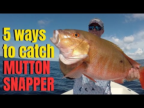 5 ways to catch MUTTON SNAPPER