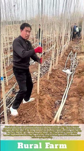 Why We Harvest Poplars in the Winter: How to Harvest and Prepare Bare-Root Poplar Saplings