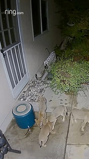 Bud may just have the hottest watering hole in town! | Ring