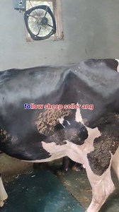 28K views · 286 reactions | 9541014311. Asalamualaikum hope all friends are fine 2 cows are looking for new home at Singpora pattan. Both are in ist lactation with Hiefers. Call him for more details 9541014311. #cows #post #viralvideochallenge Follow sheep seller ang For ADD PROMOTION CONTACT 77808 37312 Thanks to all brothers who support  ❤️   | sheep seller ang | Facebook