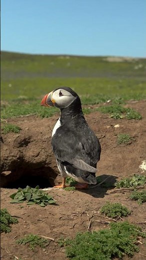 He Saw Us… and PANICKED 😄 Puffin