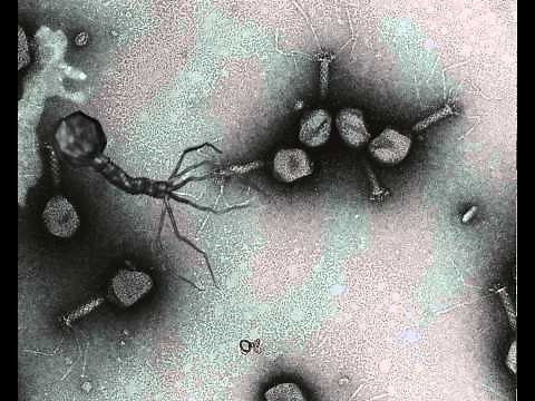 Bacteriophage