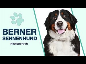 Bernese Mountain Dog breed profile | Dog with a balanced or crazy temperament?
