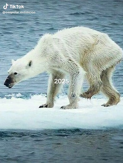 El futuro de los osos polares y el calentamiento global