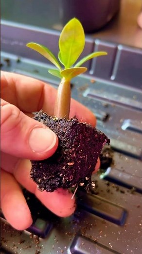 Transplanting Adenium ‘Desert Rose’ Seedlings!