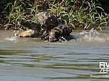 Jaguar launches ferocious attack on caiman before killing it in Brazil