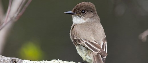 Eastern Phoebe