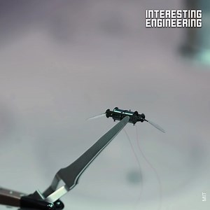 7.1K reactions · 1.7K shares | This tiny drone is inspired by flying insects. ️  Massachusetts Institute of Technology (MIT) / YouTube #engineering | Interesting Engineering | Facebook