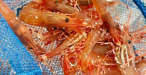 5 places to get live spot prawns in and around Vancouver this month | Food & Drink