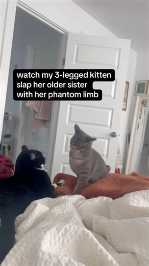 watch my tripod kitten try to slap my other cat with her phantom limb #fyp» #tripodcat #kitten