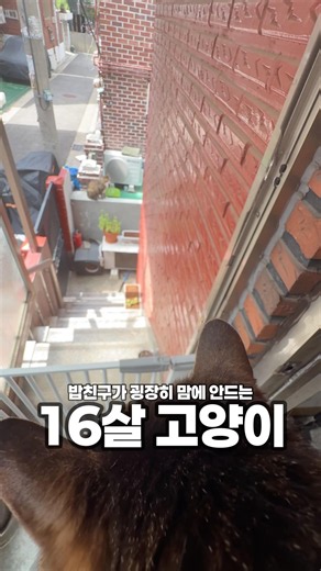 밥친구가 맘에 안드는 16살 고양이