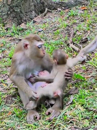 Reaction Funny when stay around Luna #hungry