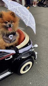 436 reactions · 40 comments | Deco Dog Parade 2025! #artdeco #artdecofestival #napierartdeco | Art Deco Napier | Facebook