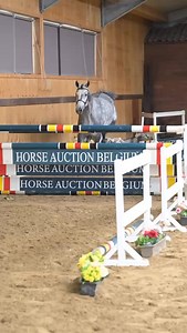 The Horse Auction Belgium ‘Feels Like Summer’ Edition, features 21...