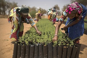 8 ways for communities across Africa to ‘rise up from drought’ and end desertification