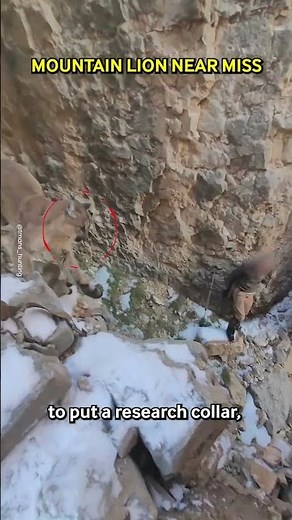 Mountain Lion Charges At Biologist! 😱