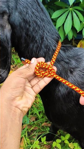 Smart Way to Tie a Goat Safely!🐐