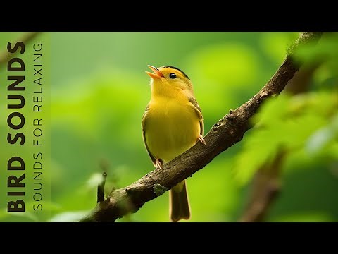 Birds Sounds 24 Hours - Birds Singing Without Music, The Healing Power Of Bird Sounds
