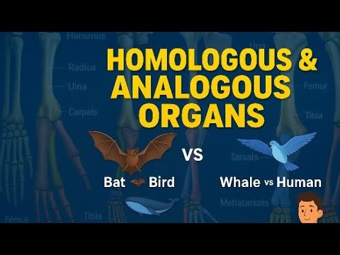 Homologous vs Analogous Organs | Most Important | Easy Trick to Remember