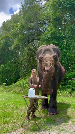 How Elephants Drink Water Explained