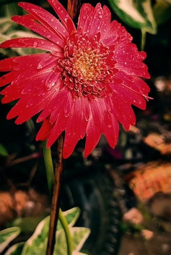 Petals from Mama’s lovely garden 🌹#viral #shorts #shortvideo #flowers #garden